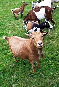 goat herd